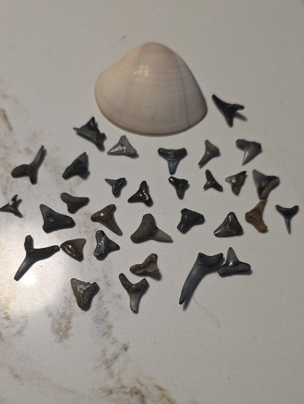 Small 31 Fossil Shark Tooth Lot with White Shell Accent